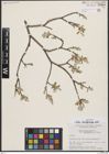 Foto von Salix brachycarpa Nutt.